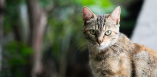4 Ways Your Cat Can Sense Your Emotions And Provides Relief